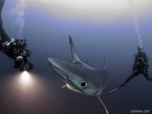 Blue Shark with divers by Gemma Dry 